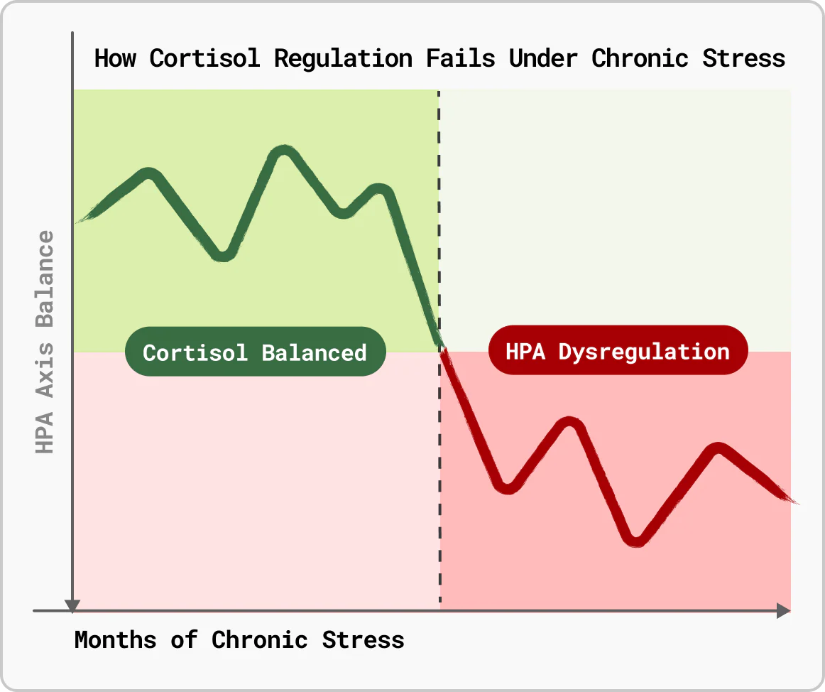 Stress hormone system illustration